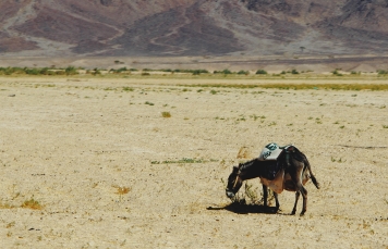 The Hashemite Kingdom of Jordan Photography By Charlotte Farhan Desert Donkey
